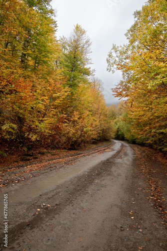 Autumn forest road. View of autumn forest road with fallen leaves Fall season scenery.