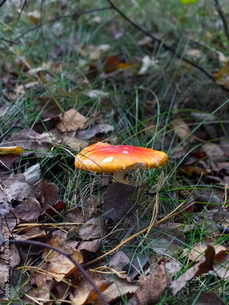 Amanita muscaria or fly agaric mushroom in autumn forest Amanita muscaria or fly agaric mushroom in autumn forest