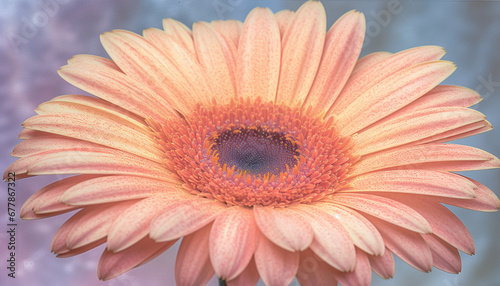 Vibrant gerbera daisy  a symbol of love and growth outdoors generated by AI