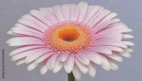 Vibrant gerbera daisy, a gift of love in nature beauty generated by AI