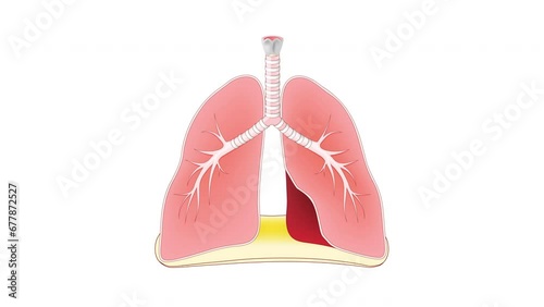 Breathing. Lungs and diaphragm functions. 2D animation.