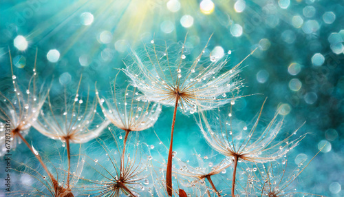 dandelion seeds in droplets of water on blue and turquoise beautiful background with soft focus in nature macro drops of dew sparkle on dandelion in rays of light