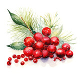 Watercolour illustration of red berry branch on white background. Winter decoration concept