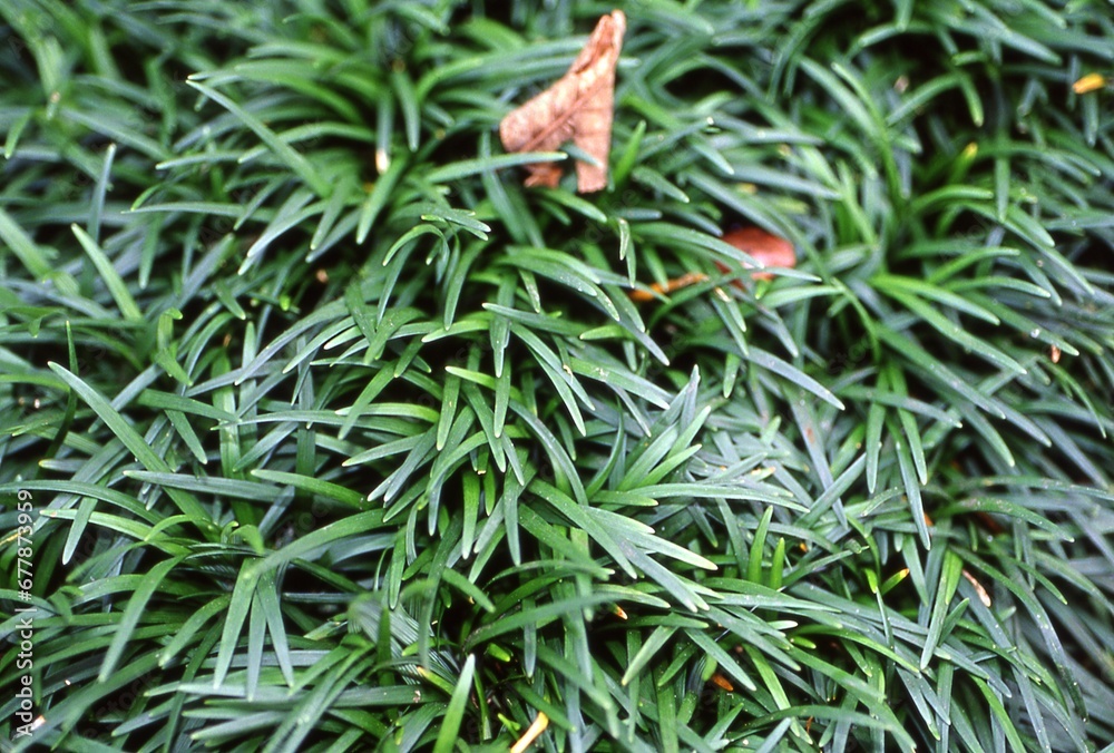 Ophiopogon Japonicus Nana Dwarf Monkey Grass Stock Photo Adobe Stock