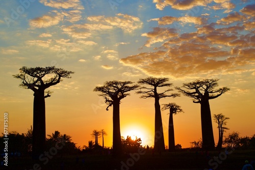 sunset in the avenue of baobabs, Morondava, Madagascar 
