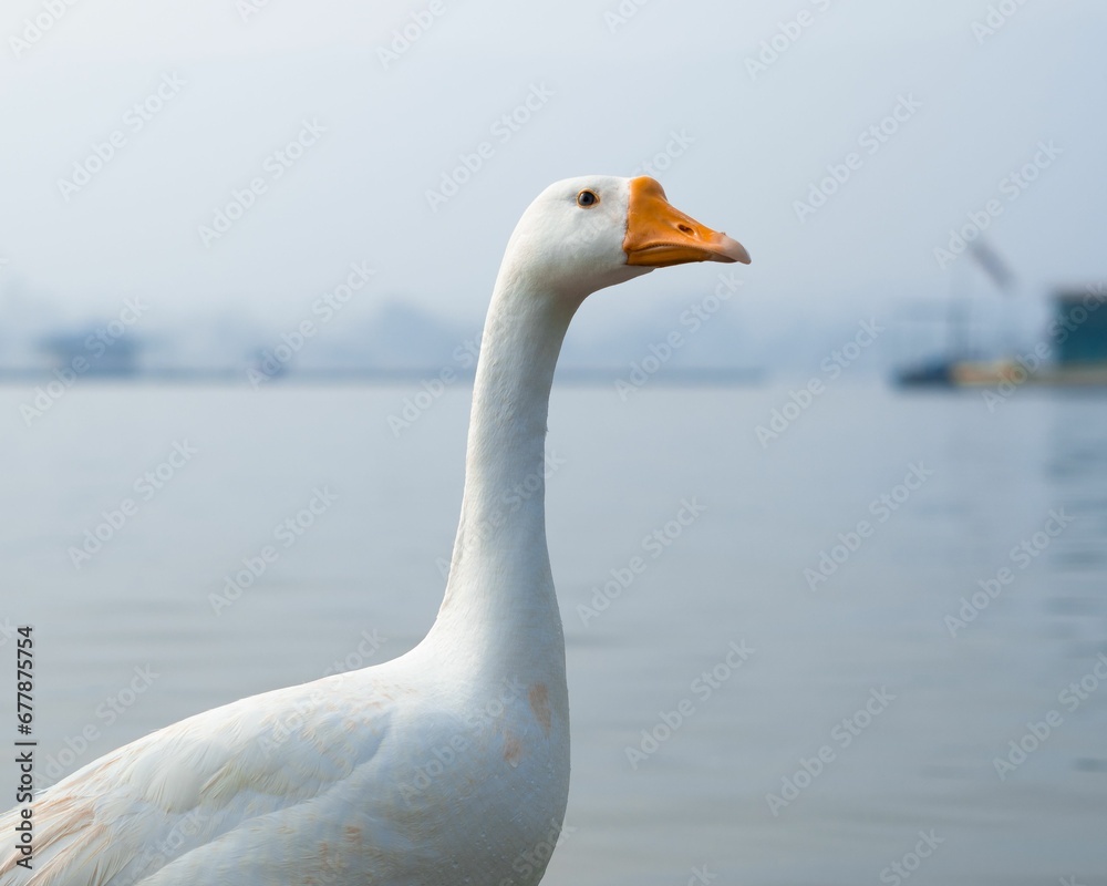Closeup of a white Chinese goose, Anser cygnoides domesticus. Closeup of a white Chinese goose, Anser cygnoides domesticus.