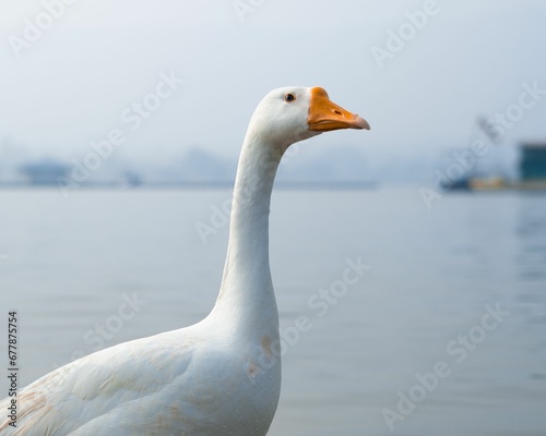 Closeup of a white Chinese goose, Anser cygnoides domesticus.
