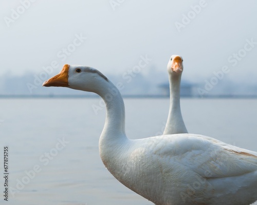 Photography Closeup of white Chinese geese, Anser cygnoides domesticus.