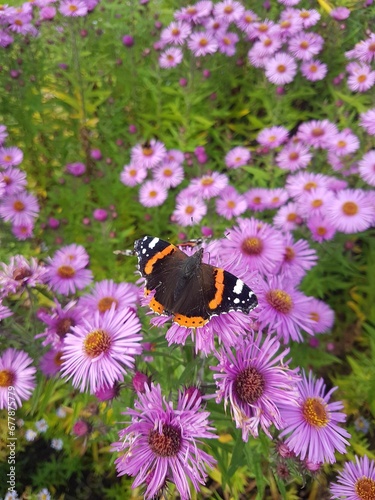 Red admiral butterfly on coneflowers, dunfermline glen  photo