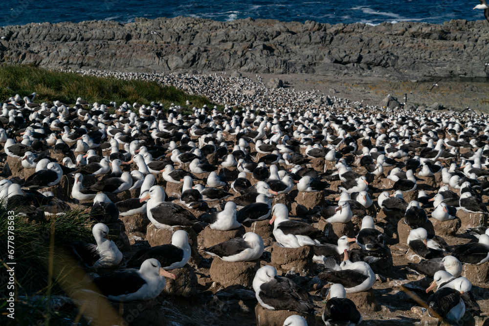 Obraz premium フォークランド諸島 スティープルジェイソン島 マユグロアホウドリのコロニー