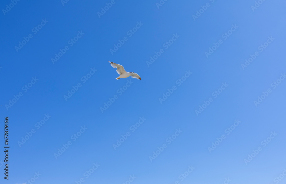 Seagull flying in the blue sky background. Seagull flying in the blue sky background.