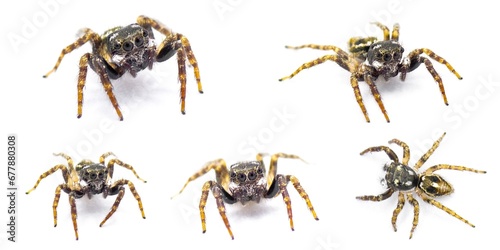 Twin flagged jumping spider - Anasaitis canosa - isolated on white background close up five views. Cute, small, adorable. named for the bright white markings on its pedipalps that resemble flags