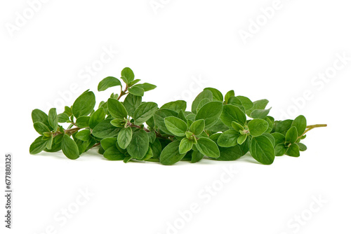 Oregano leaves, marjoram branch, isolated on white background.