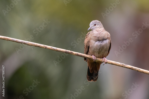 A ruddy ground-dove perched on a branch . It is a small tropical dove from Brazil and South American as know as Rolinha. Species Columbina talpacoti. Animal world. Birdwatching. Birding. photo