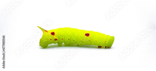 Small eyed sphinx moth - Paonias myops - caterpillar larva lime green color with red spots or dots.  Horned or horn worm silk moth. Isolated on white background side profile view photo