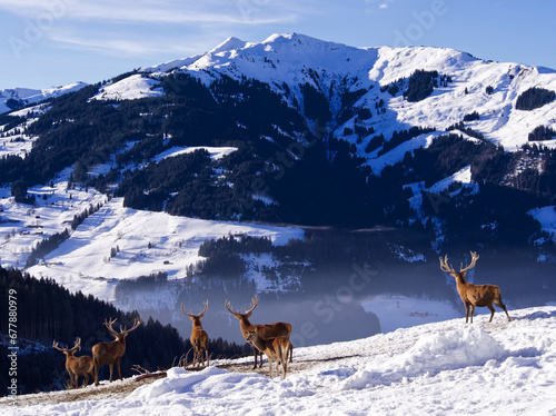 Deer family feeding in Austrian Alps