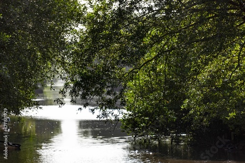 Fototapeta Naklejka Na Ścianę i Meble -  River flowing between green trees on a sunny day