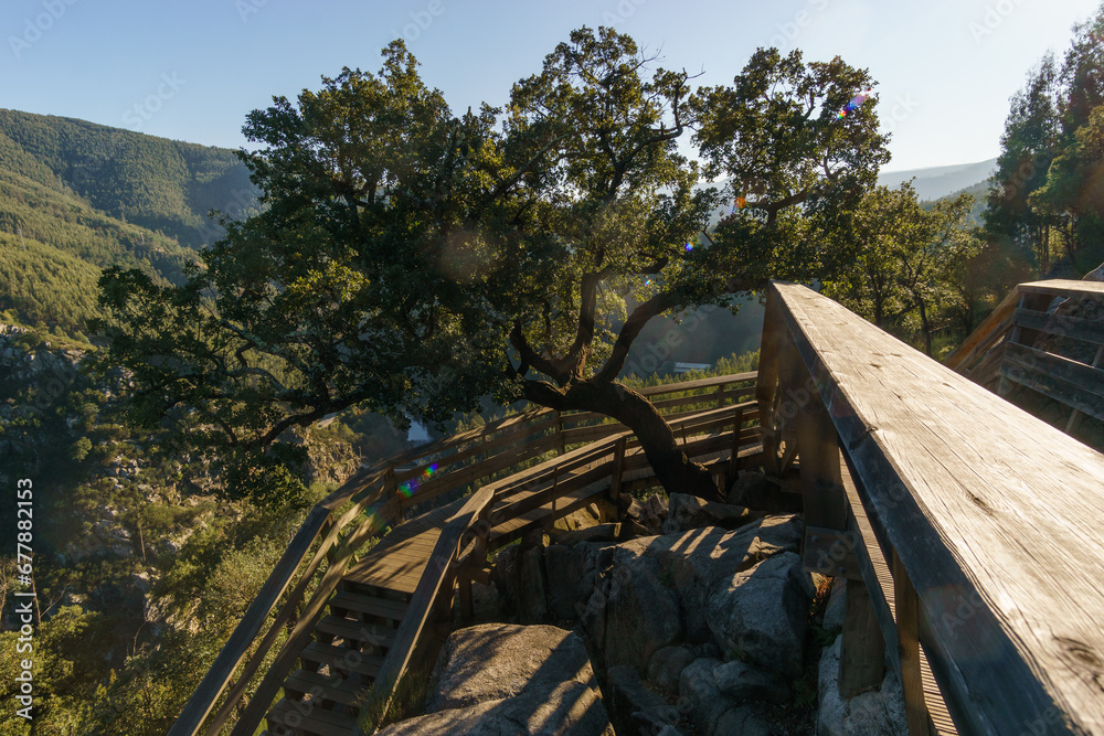 Fototapeta premium Tree at wooden walkway hiking path with stairs at the Arouca Bridge near the Paiva river, Arouca, Portugal