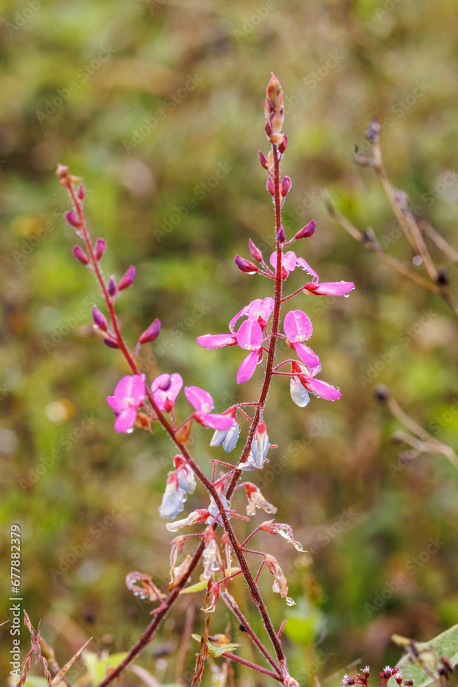 Pink flowers in rain, Galapagos Pink flowers in rain, Galapagos