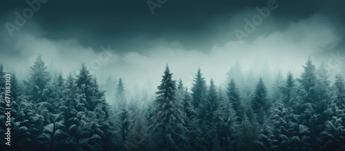 The winter background showcases the lush green pine trees in a closeup highlighting their evergreen beauty and the harmony they create with nature and the environment photo