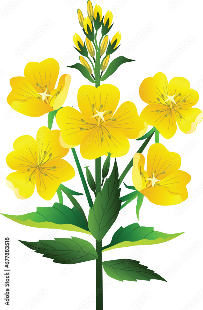 evening primrose oenothere flower clip art evening primrose oenothere flower clip art