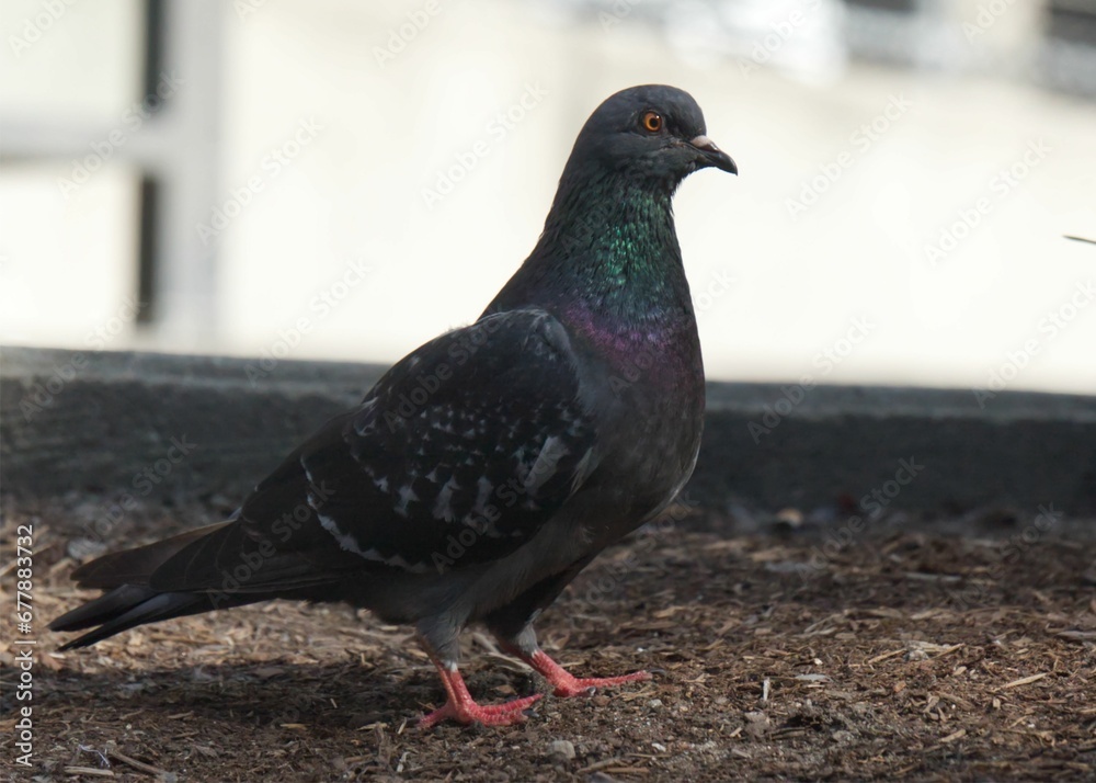 Close-up shot of a pigeon on a dirty ground Close-up shot of a pigeon on a dirty ground