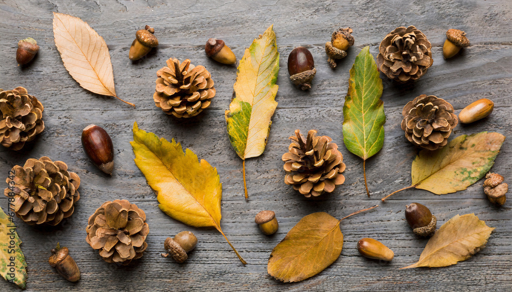 autumn composition made of dried leaves cones and acorns on table flat lay top view