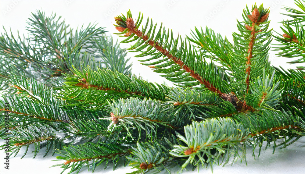 christmas tree branches isolated on white background