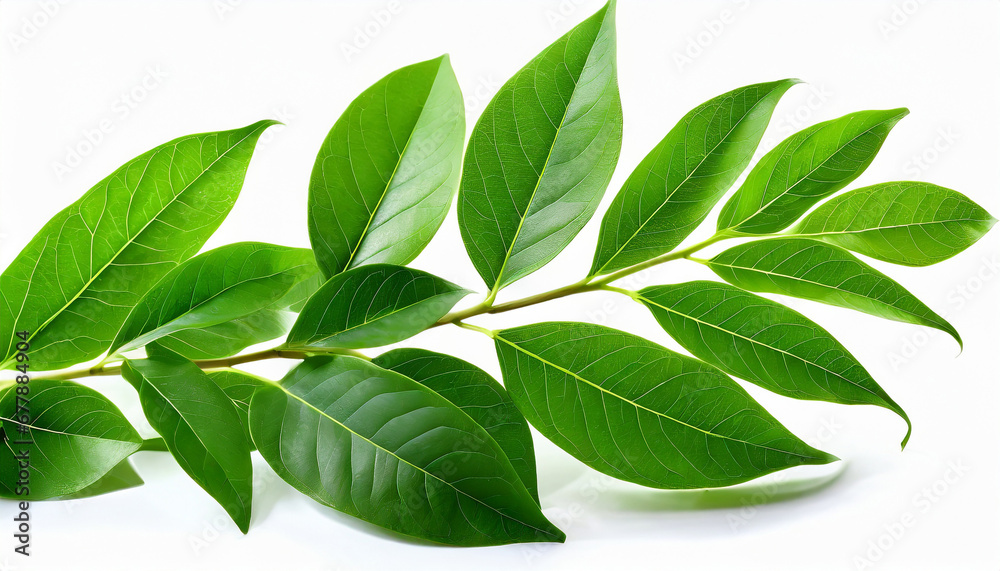 Fototapeta premium close up leaves isolated on white background