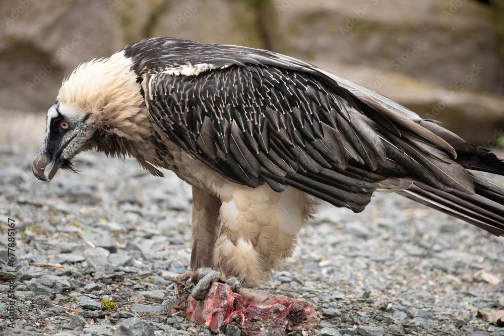 Bearded vulture (Gypaetus barbatus) hawk Bearded vulture (Gypaetus barbatus) hawk