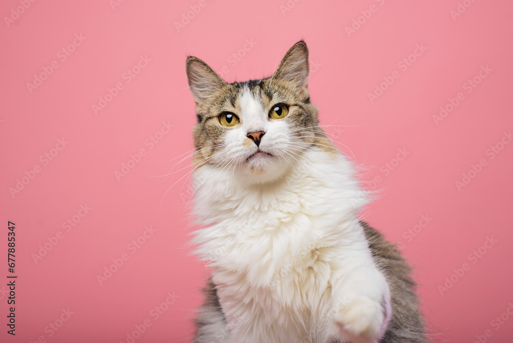 Portrait of white chest tabby cat. Pink background. Portrait of white chest tabby cat. Pink background.