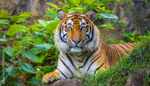 portrait of a bengal tiger with lush green habitat amazing wildlife generative ai