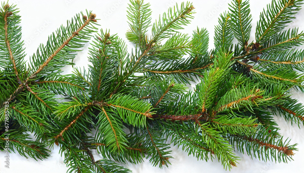 christmas tree branches isolated on white background christmas tree branches isolated on white background