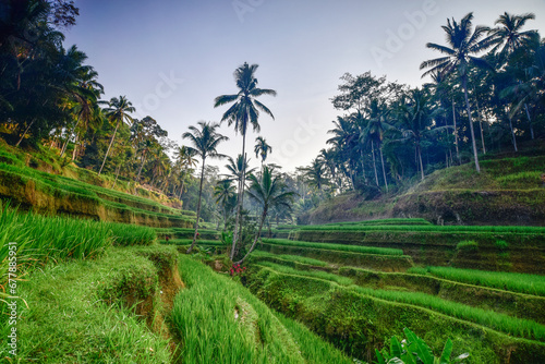 Palm trees in a terraced rice field, Tegallalang, Gianyar Regency, Bali, Indonesia photo