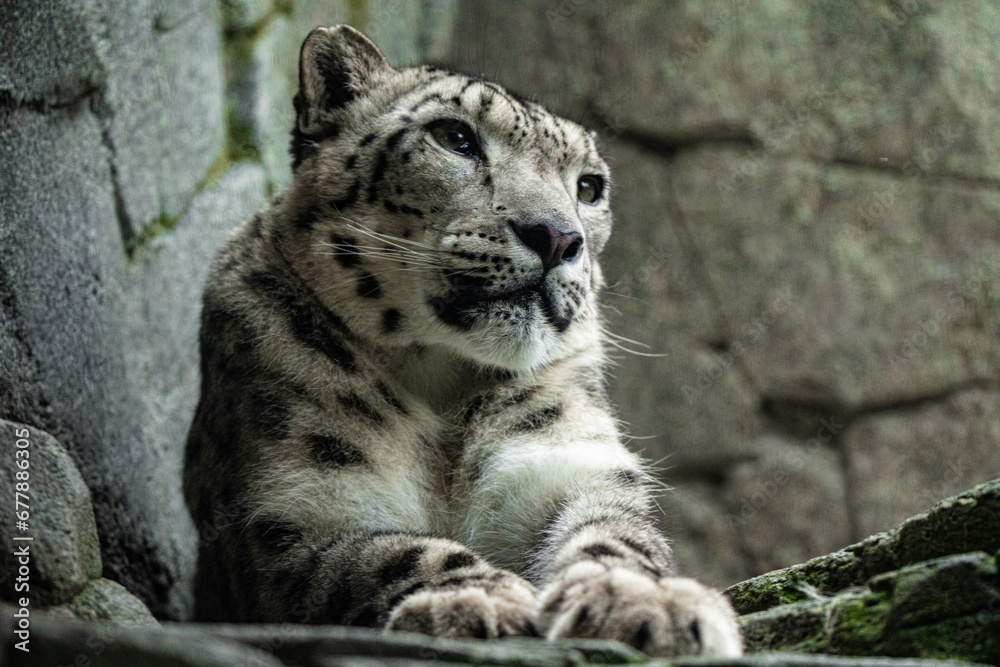 Big white Snow leopard lies with piercing yellow eyes Big white Snow leopard lies with piercing yellow eyes
