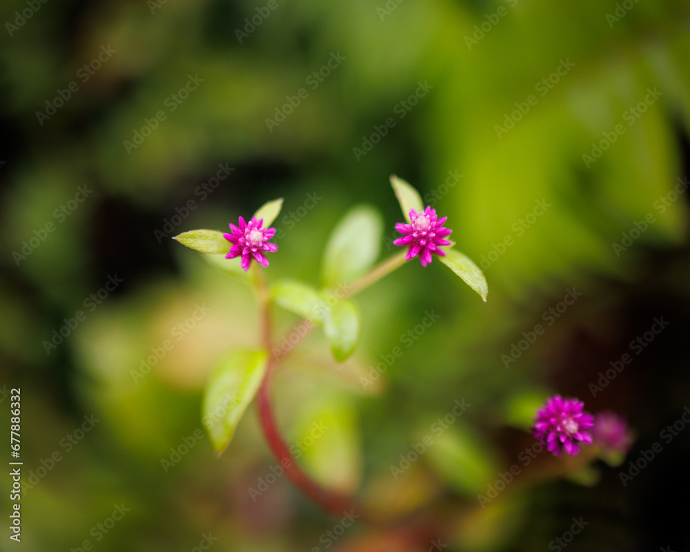 Pink macro flowers, Galapagos