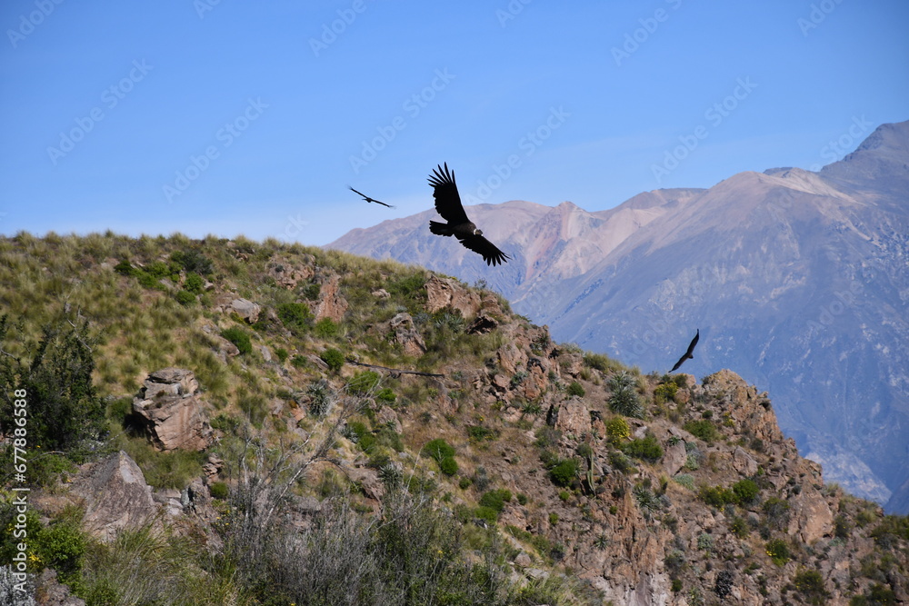 Condors in Colca Canyon - Valley of condors in Peru