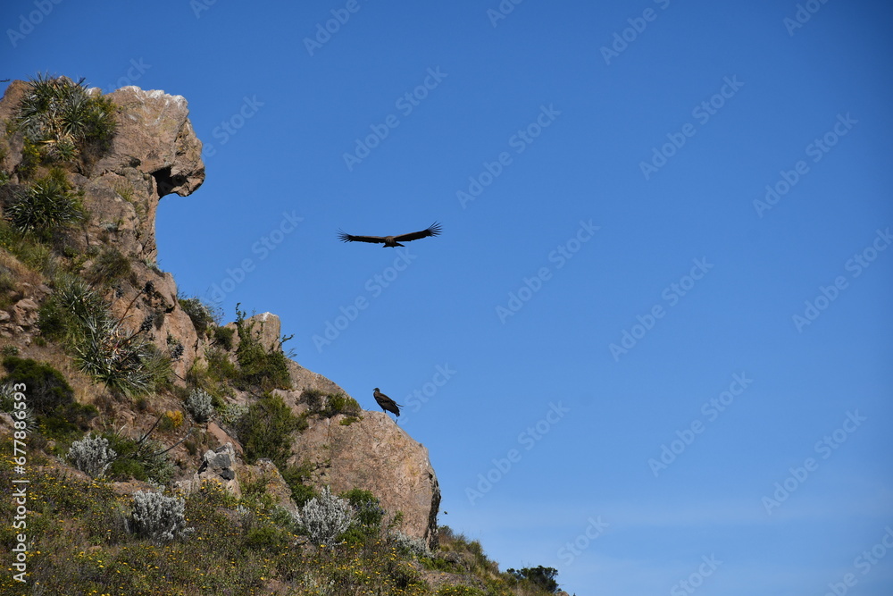 Condors in Colca Canyon - Valley of condors in Peru Condors in Colca Canyon - Valley of condors in Peru