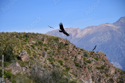 Condors in Colca Canyon - Valley of condors in Peru