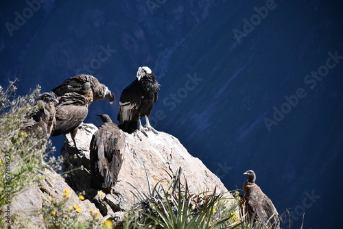 Condors in Colca Canyon - Valley of condors in Peru