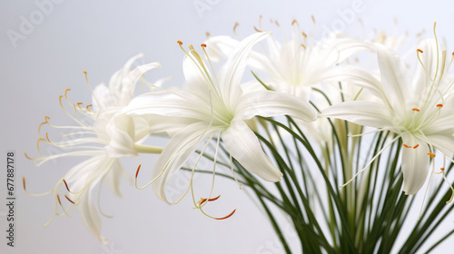 Spider Lily Natural Colors   Background For Banner  HD