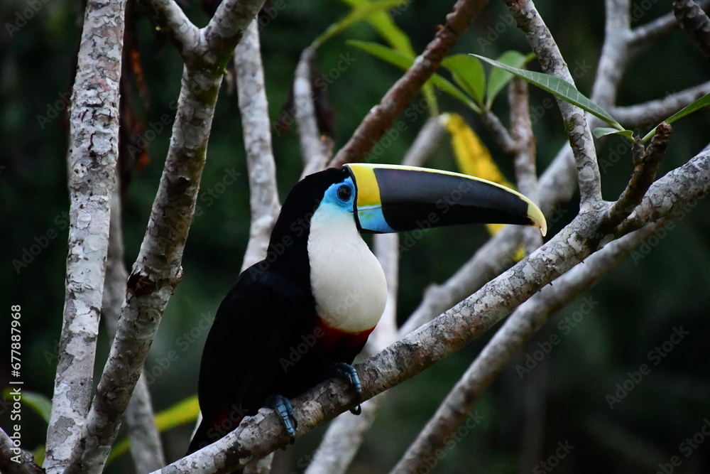 Obraz premium Beautifulwhite-breasted toucan (Ramphastos tucanus) at Amazonas in Peru