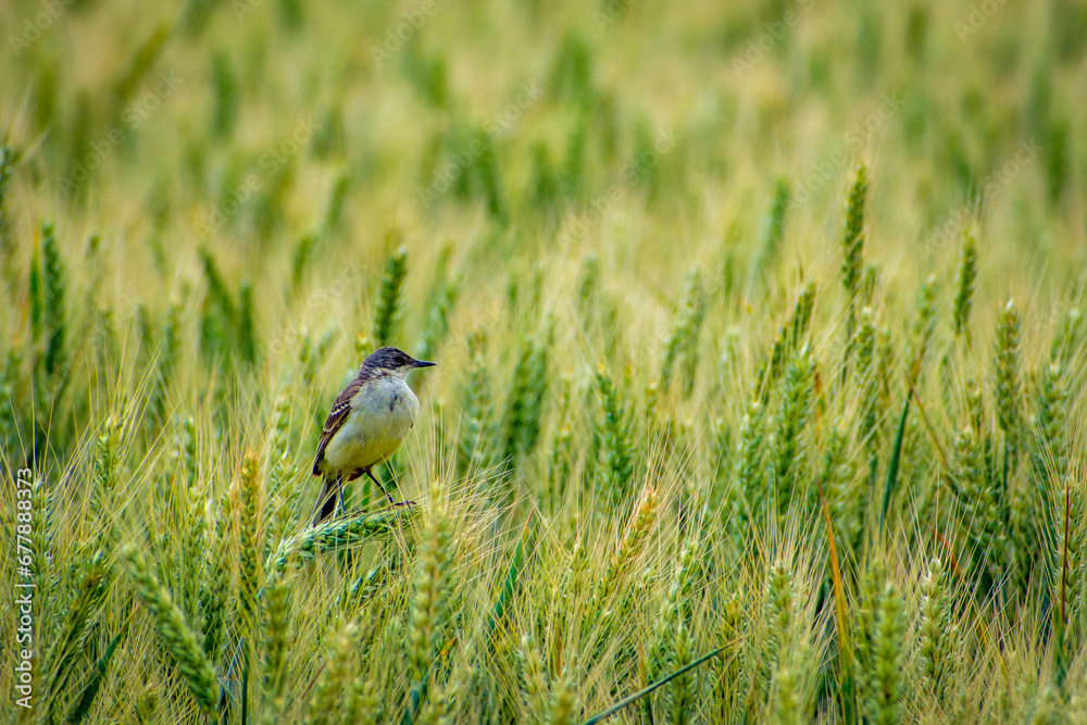 Motacilla flava in the wheat field
