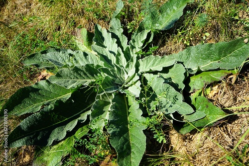 Close up of a large green great mullein, Verbascum thapsus photo