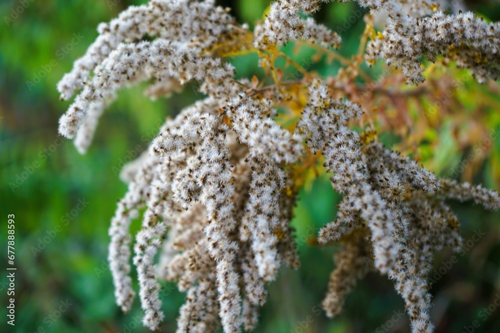 Close up of white withered flowers of canadian goldenrod, Solidago canadensis Close up of white withered flowers of canadian goldenrod, Solidago canadensis