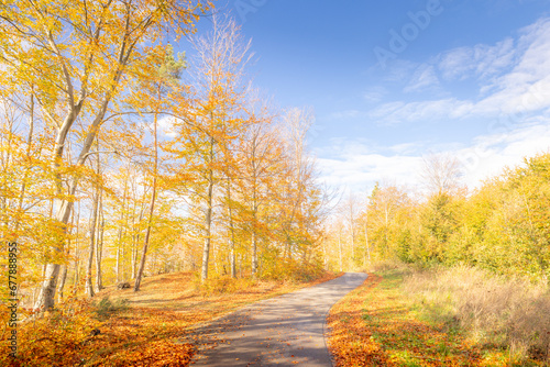 Autumn road © Piotr