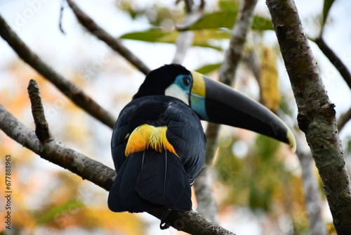 Beautifulwhite-breasted toucan (Ramphastos tucanus) at Amazonas in Peru photo