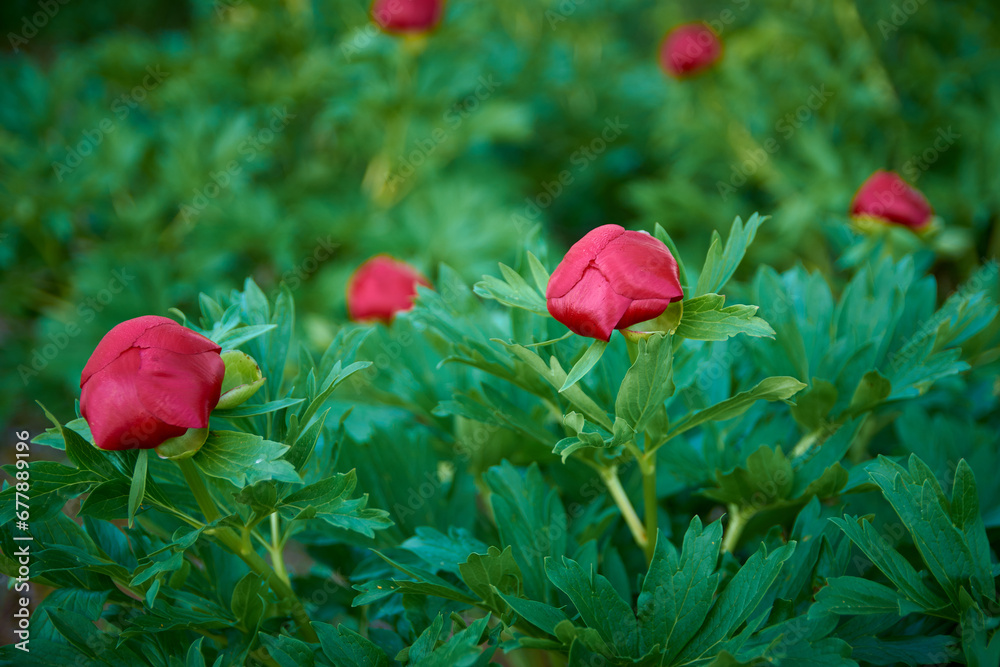 beautiful Paeonia peregrina in the forest, Romania