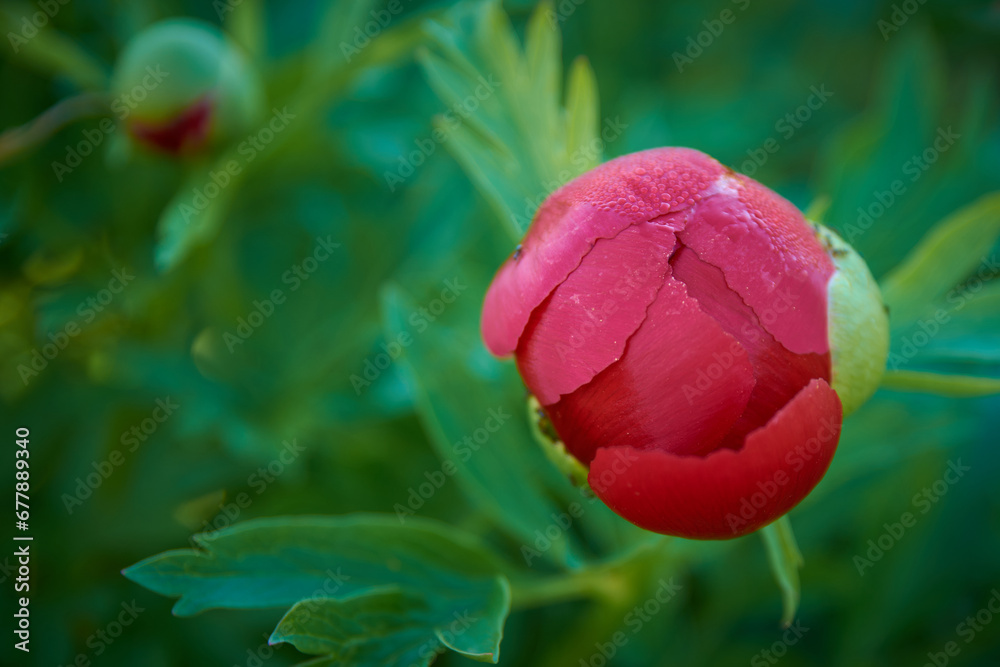 beautiful Paeonia peregrina in the forest, Romania