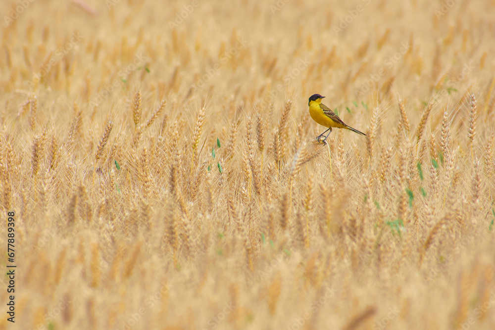 Motacilla flava in the wheat field